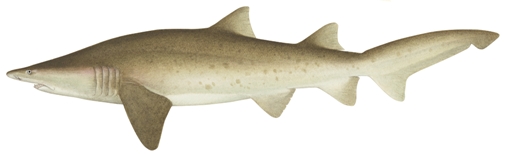 Grey Nurse Shark